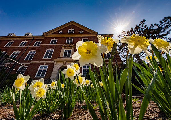 Daffodils outside Gregory Hall